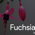 Fuchsia OS