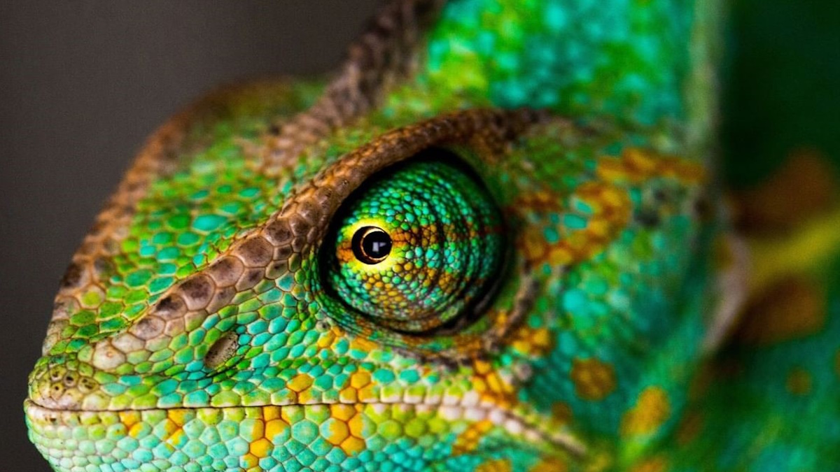 Malware Chameleon para Android